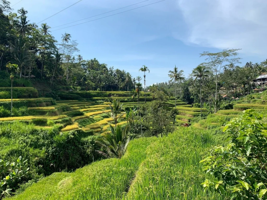 Bali Wonder Tours5